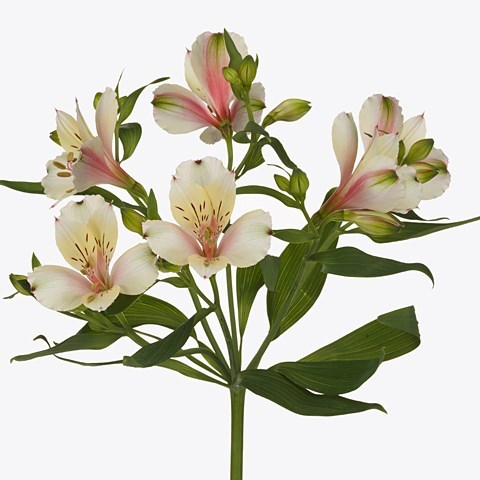 Alstroemeria Champagne