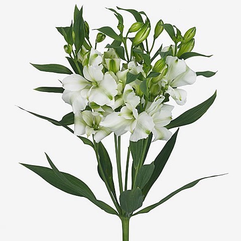 Alstroemeria Charmelia White (Spray)