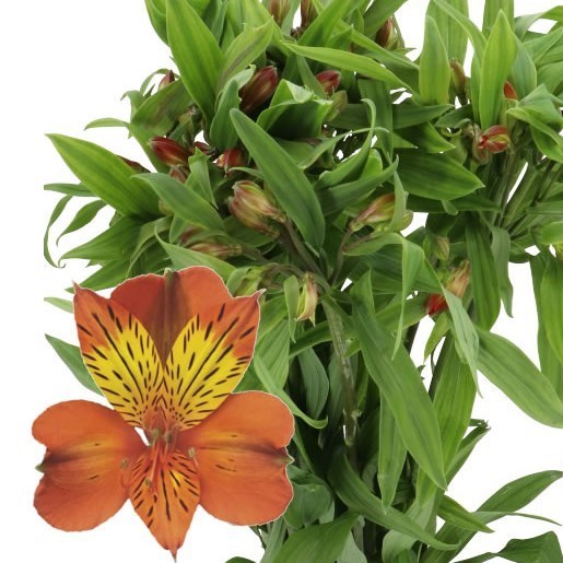 Alstroemeria Cinnamon