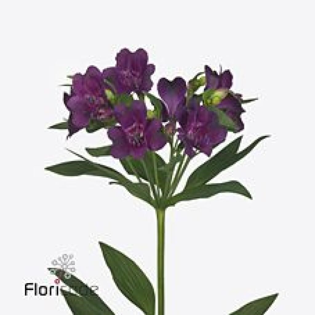 Alstroemeria Cleo