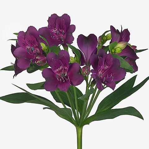 Alstroemeria Cleo