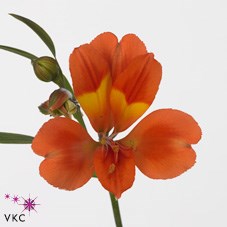 ALSTROEMERIA DANCING QUEEN
