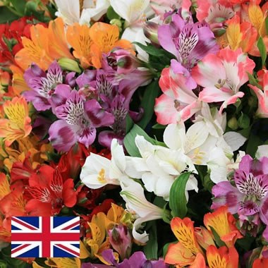 Alstroemeria English Grown Mix - PREMIUM GRADE