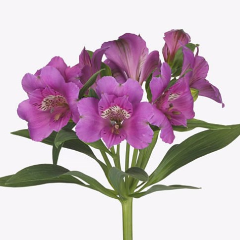 Alstroemeria Falipo