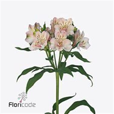 Alstroemeria Famke