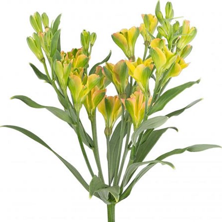 Alstroemeria Fireflies