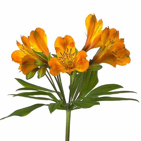 Alstroemeria Firenze