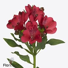 Alstroemeria Fizz