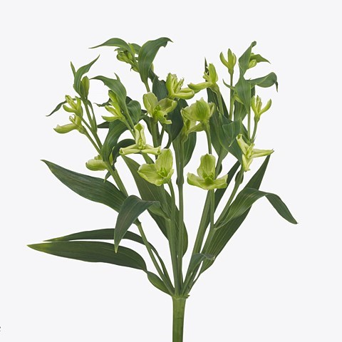 Alstroemeria Florinca Jade