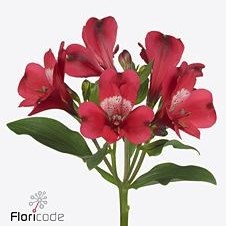 Alstroemeria Forza