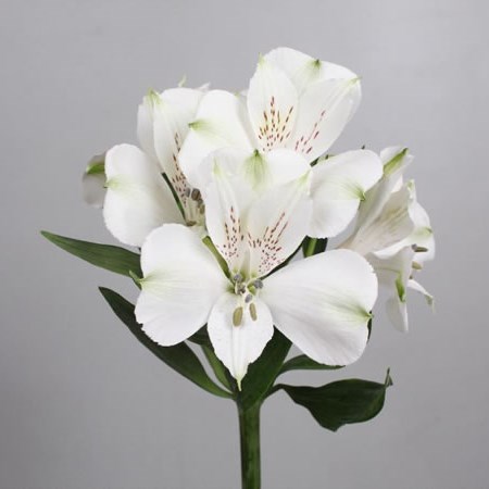 Alstroemeria Frozen