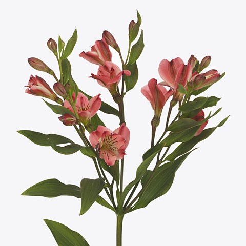 Alstroemeria Giovanna