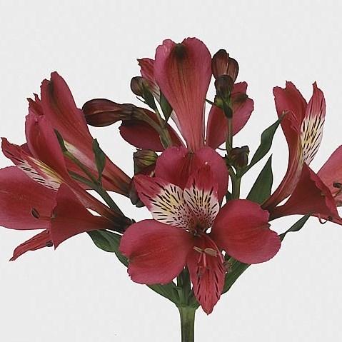 Alstroemeria Granada
