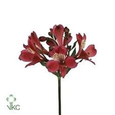 Alstroemeria Granada