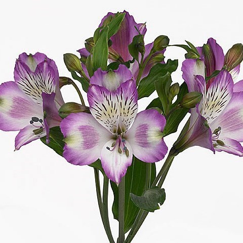 Alstroemeria Hawaiian Dream
