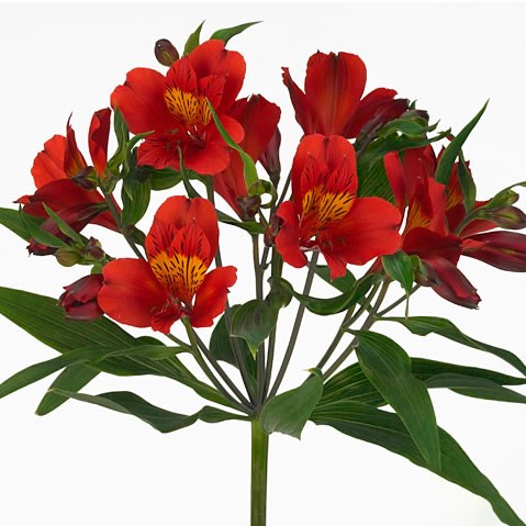 Alstroemeria Hot Pepper