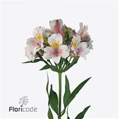 Alstroemeria Houston
