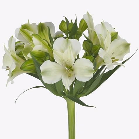 Alstroemeria Icy Mist