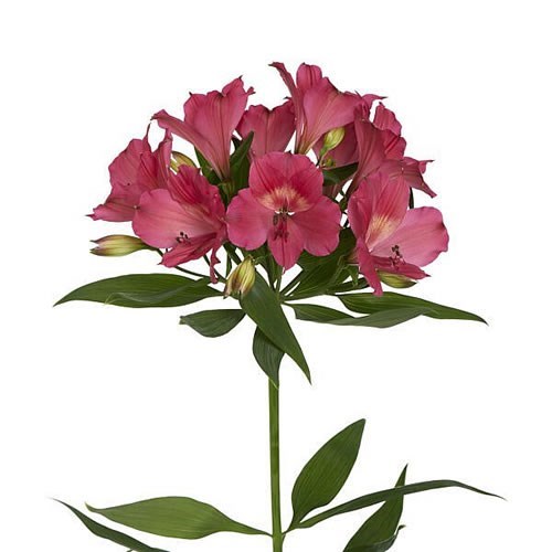Alstroemeria Intenz Dark Pink
