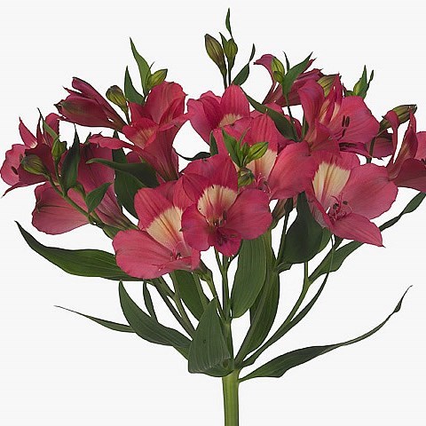 Alstroemeria Intenz Pink
