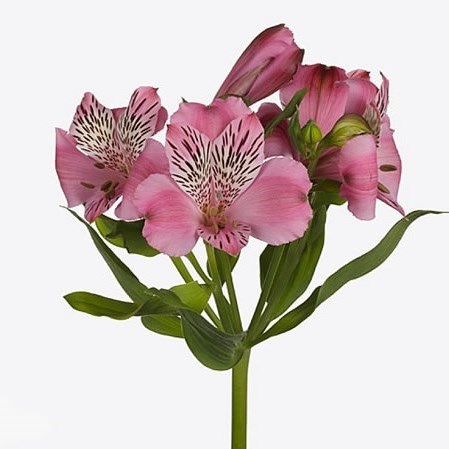 Alstroemeria Ishii