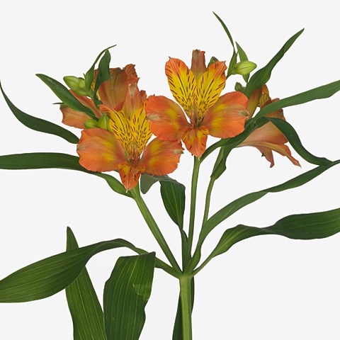 Alstroemeria Jaffa