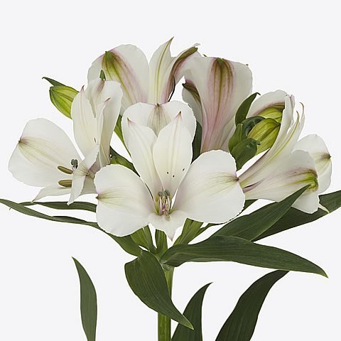 Alstroemeria Jennifer