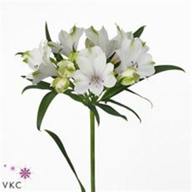 Alstroemeria K2