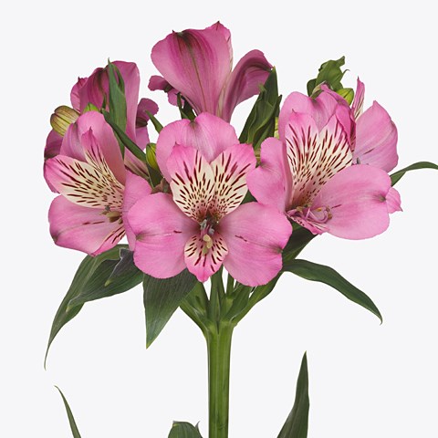 Alstroemeria Kalmar (Kenya)