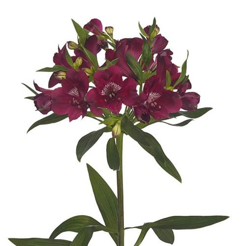 Alstroemeria Kamala