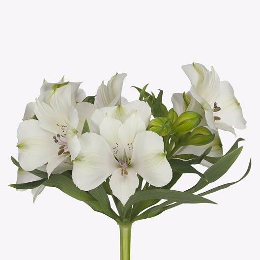 Alstroemeria Kensi