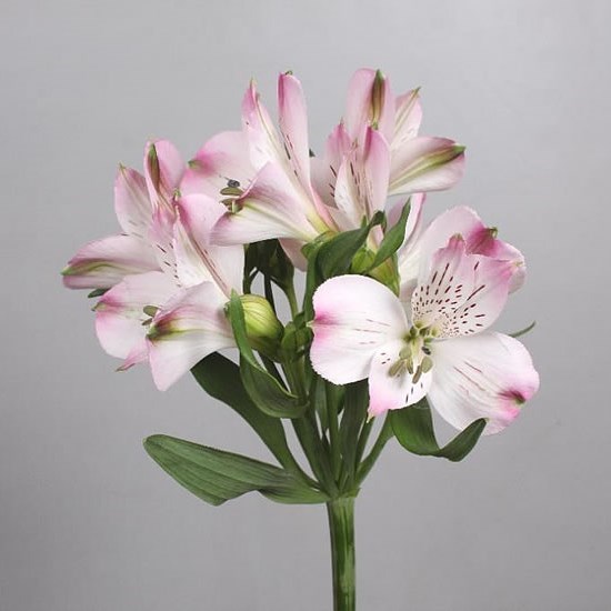 Alstroemeria Lorraine