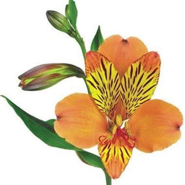 Alstroemeria Lucero