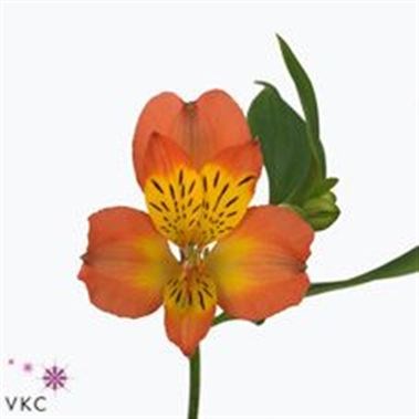 Alstroemeria Lucero