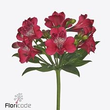 Alstroemeria Lucia