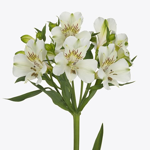Alstroemeria Luzon