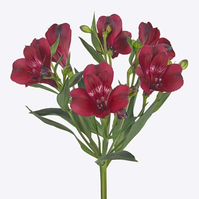 Alstroemeria Mantra