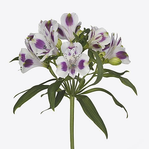 Alstroemeria Medina