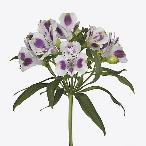 Alstroemeria Medina