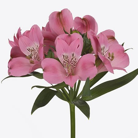 Alstroemeria Menton (Kenya)