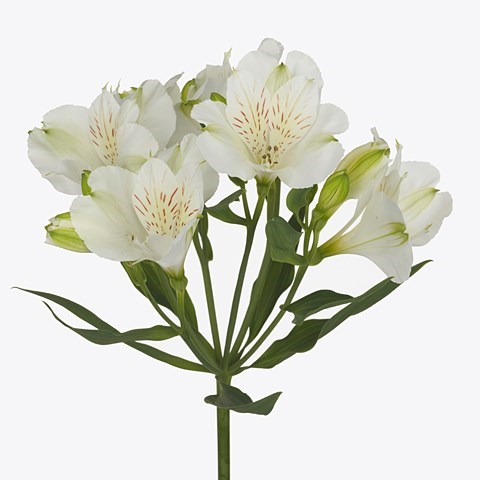 Alstroemeria Mistral