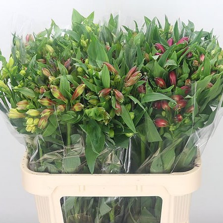 Alstroemeria Mix