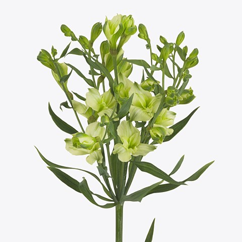 Alstroemeria Mojito
