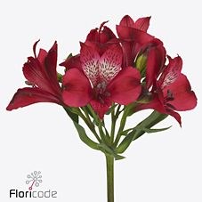 Alstroemeria Moulin Rouge