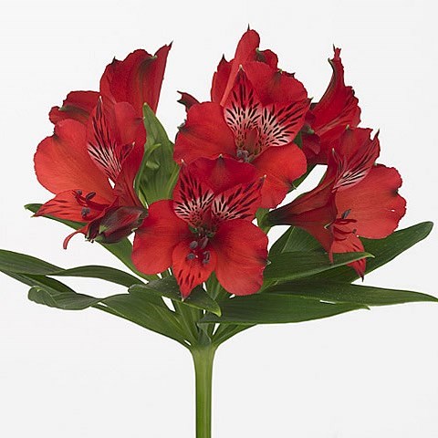 Alstroemeria Nadya