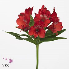 ALSTROEMERIA NADYA