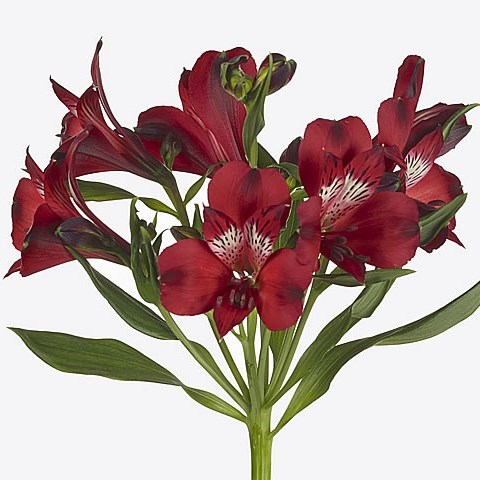 Alstroemeria Nirvana