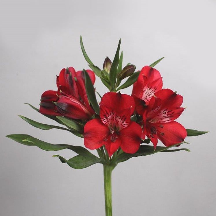 Alstroemeria Nirvana