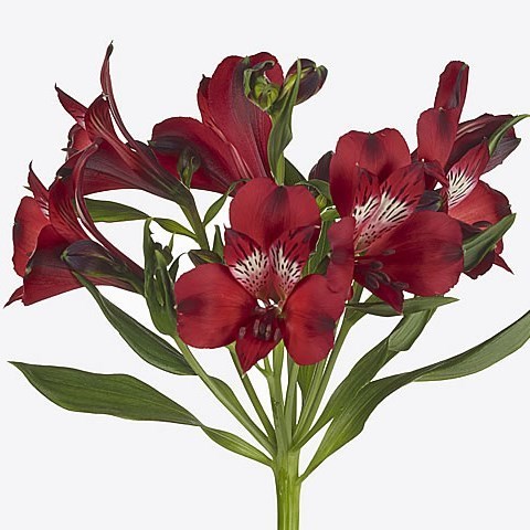Alstroemeria Nirvana