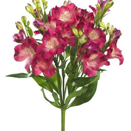 Alstroemeria Noa